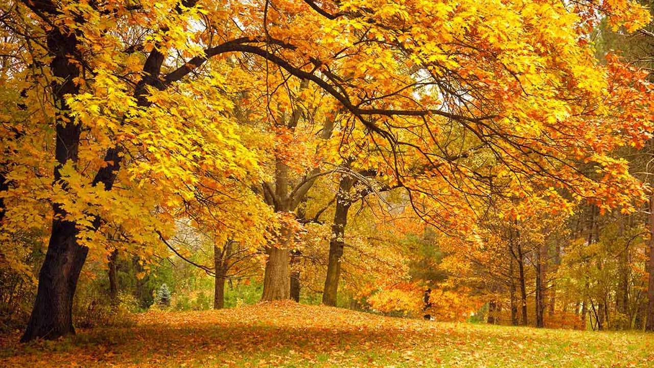 EL MES DE OCTUBRE. Entre colores, hojas caídas y nuevas semillas.-12